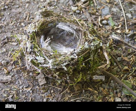 Abandoned birds nest on the ground, built rom feathers moss and twigs ...