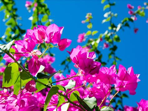 Do Rats Live In Bougainvillea at Mary Spaulding blog