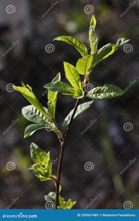 Bella Rama Con Hojas Jóvenes Iluminadas Por Los Rayos Del Sol Imagen de archivo - Imagen de ...