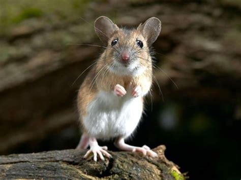 Image result for Mouse Left-Click Not Working Properly