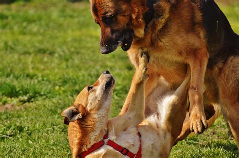 Early Warning Signs of Canine Behavioral Problems