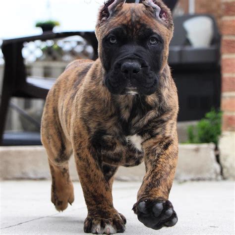 Cane Corso Puppy Colors