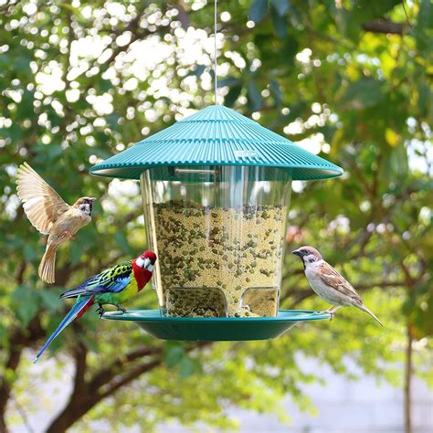 Top 5 Best Woodpecker Feeders (2025 Review)