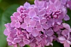 fiori lilla nomi lilla il fiore rilassa la mente e il corpo la fiori lilla nomi lilla il fiore rilassa la mente e il corpo la