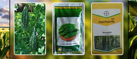 MAKE EARNINGS FROM YOUR FARMING BETTER WITH BITTER GOURD