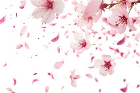 Premium PSD | Pink Cherry Blossom Petals Falling In The Wind Isolated A ...