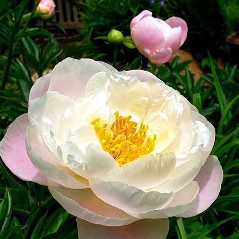What Does A Peony Flower Symbolize at Hunter Wang blog