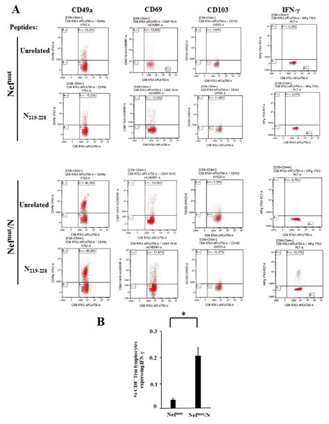 Strong SARS-CoV-2 N-Specific CD8+ T Immunity Induced by Engineered ...