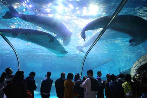 2022广州海洋馆游玩攻略,企鹅海师海豚表演值得一看，...【去哪儿攻略】