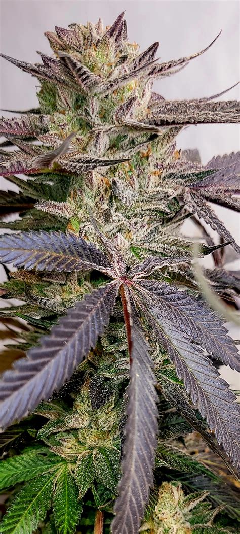 Bubble B00ty F1 Seeds: Buy Online at DC Seed Exchange (2025)