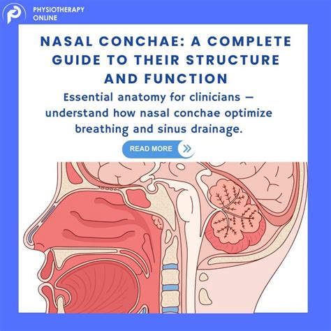 Nasal Conchae (Turbinates): A Complete Guide to Their Structure and Function Physiotherapy ...