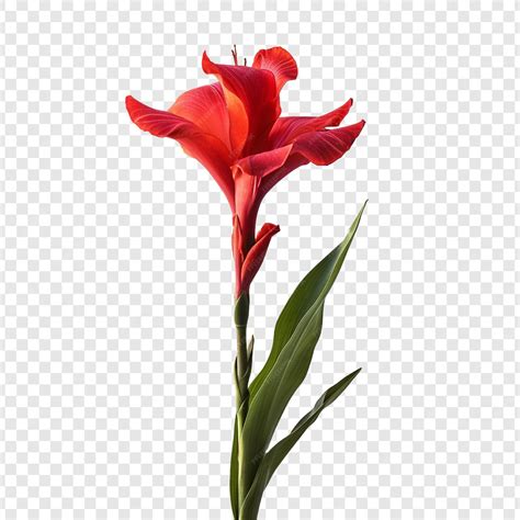 Canna lily blume png isoliert auf transparentem hintergrund | Kostenlose PSD-Datei