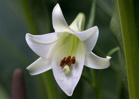 Types Of Lilies: Varieties _ 23 Types of Lilies: The Complete List ...