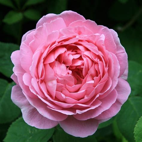 Buy rose Constance Spry (climbing or shrub) Rosa 'Constance Spry ...