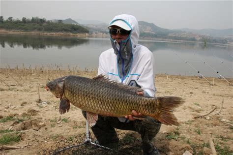 台州渔民抓到32.5斤大鮸鱼，卖了2800元！