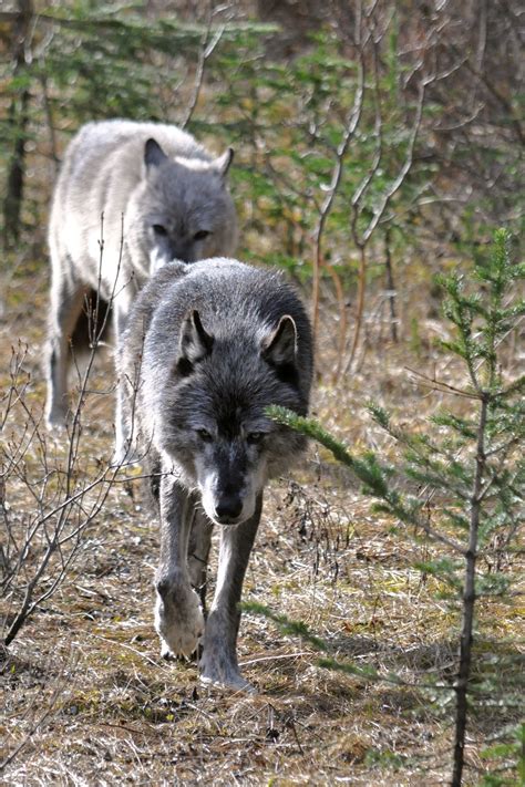 Pack Leader | Animals, Animals beautiful, Wild dogs
