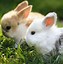 Image result for Spring Flowers with Bunnies
