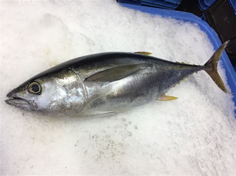 Albacore Tuna — Sea Forager