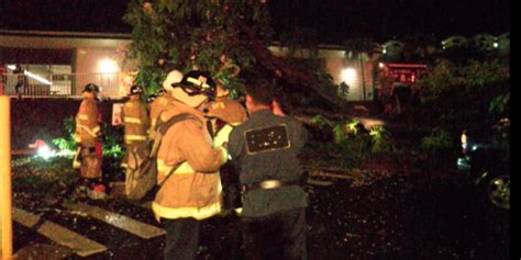 Large tree falls at Aiea High, damaging 2 cars