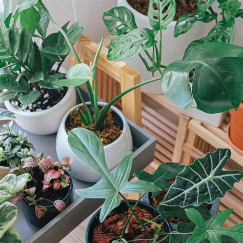 Best and worst indoor plants in 2025 according to Vastu | LSA India