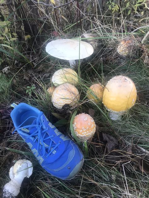 Amanita muscaria var. guessowii (Yellow Orange Fly Agaric) - Mushrooms ...