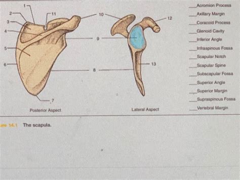 Coracoid Process Of Scapula