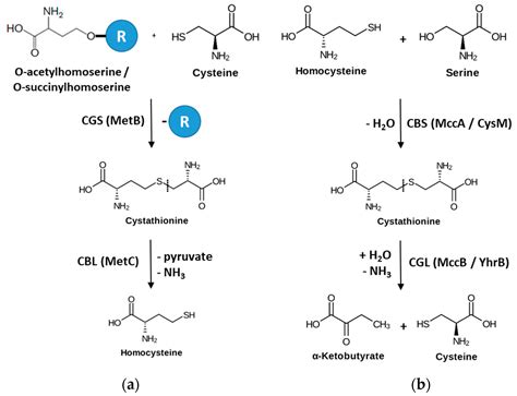 Crystal Structure of Bacterial Cystathionine Γ-Lyase in The Cysteine ...