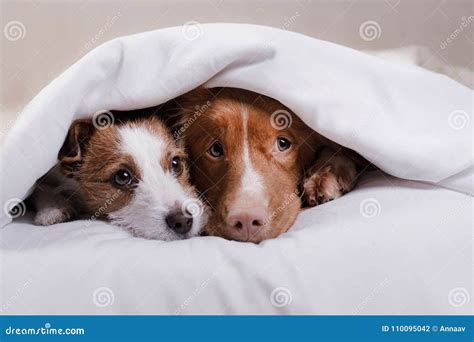 看照相机的两条狗。 库存照片. 图片 包括有 小狗, 橙色, 关心, 表面, 少女, 下来, 乐趣, 室内 - 40167714