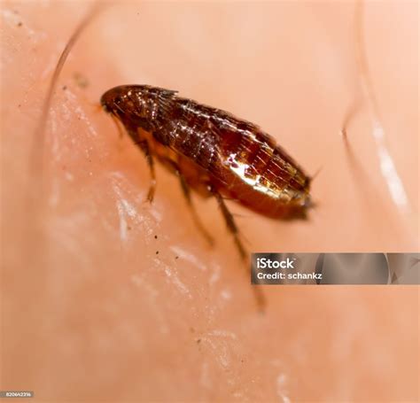 Flea 的图像结果