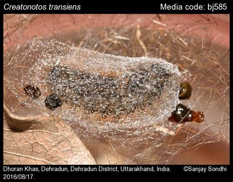 Creatonotos transiens | Moths