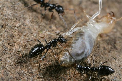 African ant 'supercolony' poised to invade the planet
