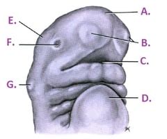 Image result for Embryo Face Formation