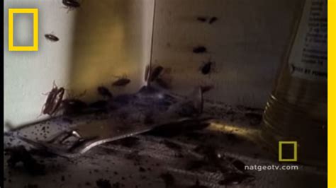 Infestation Of Roaches | Roach | cockroach | Insect