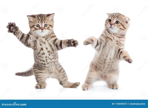 Dancing Cats