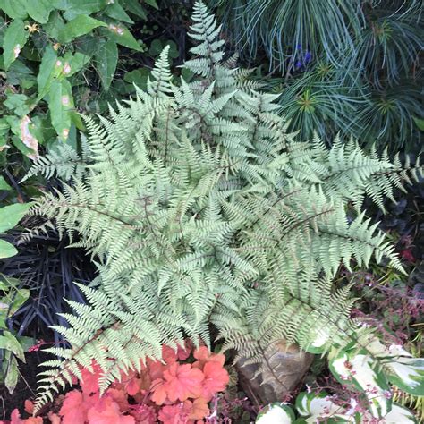Athyrium niponicum 'Silver Falls' - Japanese Painted Fern USPP #12,803 ...
