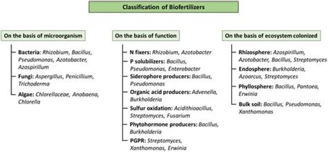 From Lab to Field: Biofertilizers in the 21st Century