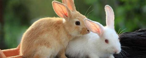 兔子尾巴的作用是什么，为什么那么短 - 农敢网