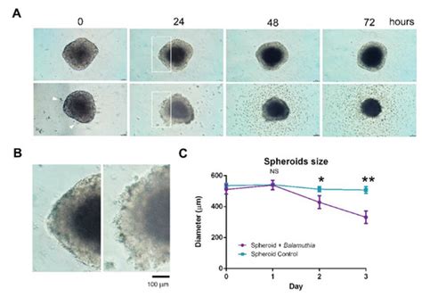 Bioengineering | Special Issue : 3D Cell Culture in Disease Modeling ...
