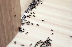 was tun gegen ameisen im was tun gegen ameisen im haus was tun gegen ameisen im was tun gegen ameisen im haus