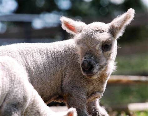 9 Wooly Facts About Darling Babydoll Sheep