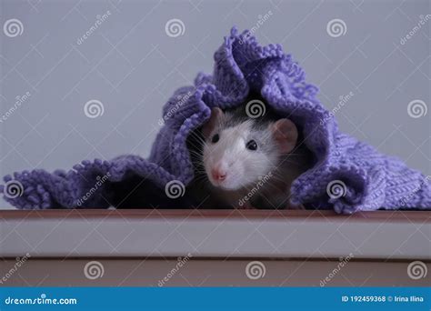Husky Dumbo Rat with Knitting Stock Photo - Image of hairy, hamster ...