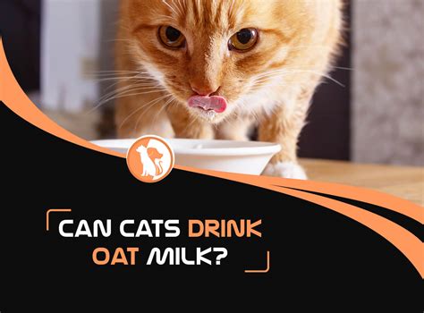 Can Cats Drink Oat Milk?