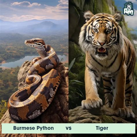 Image result for Chimp vs Python