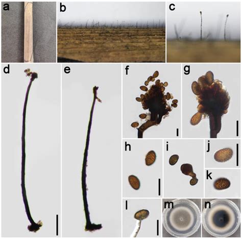 JoF | Special Issue : Recent Advances in Taxonomy, Phylogeny and ...