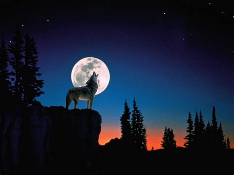 Wolf Howling At The Moon Wallpapers - Wallpaper Cave