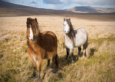 Welsh Pony and Cob Horse Breed Profile