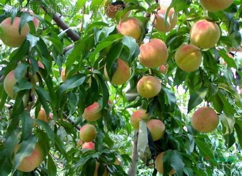 桃树，桃树种子，桃树苗，别称：桃子，桃仔，江苏桃树，桃树基地 - 苗木供应信息 - 江苏富春园林有限公司