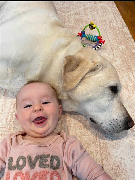 Couple Whose Airbnb Host Canceled Over Veteran’s Service Dog Receives ...