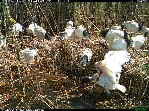 Australia’s ibis- What’s the difference? – Waterbird movements & habitats