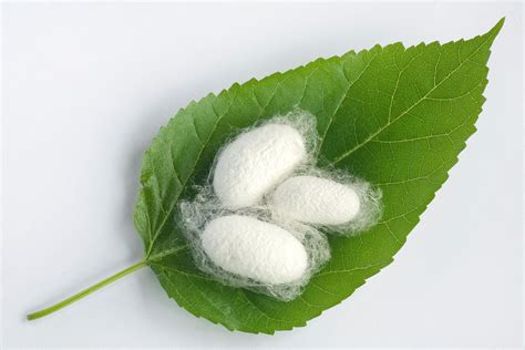 Chinese Empress Discovers Silk Secret